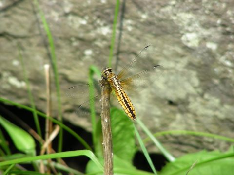 2007_0708猪苗代0009[1].JPG